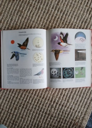 Vögel - Maurice Burton Kuşlar Kitabı - Görsel 3