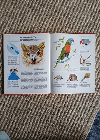 Vögel - Maurice Burton Kuşlar Kitabı - Görsel 4