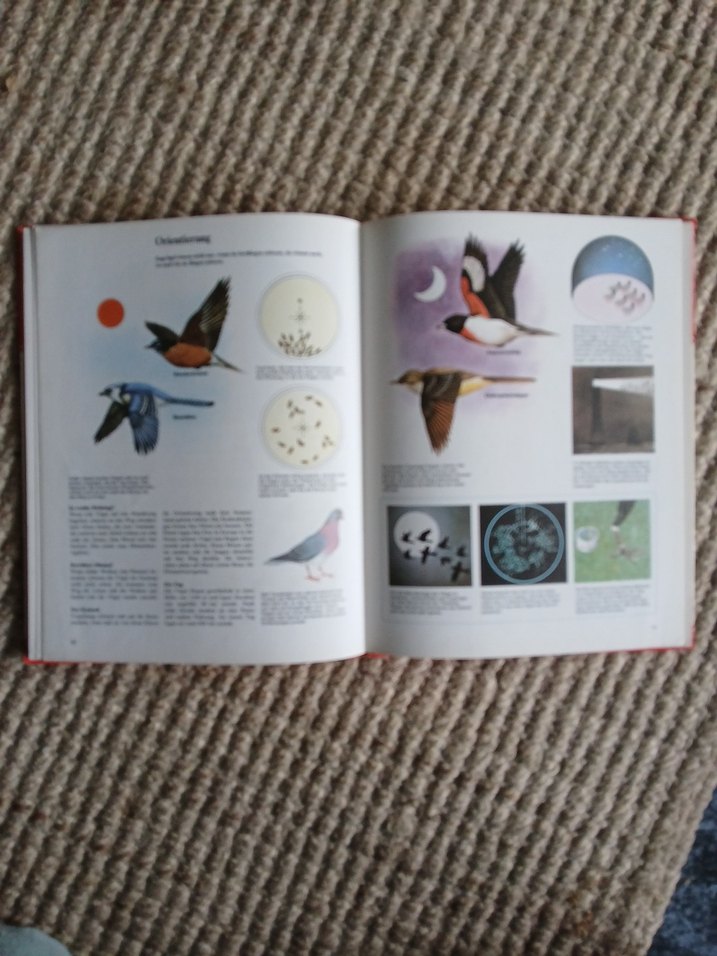 Vögel - Maurice Burton Kuşlar Kitabı - Görsel 3