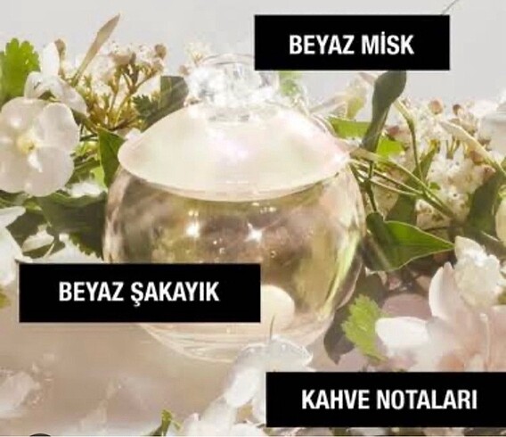  Beden Cacharel Noa