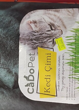 Kedi çimi