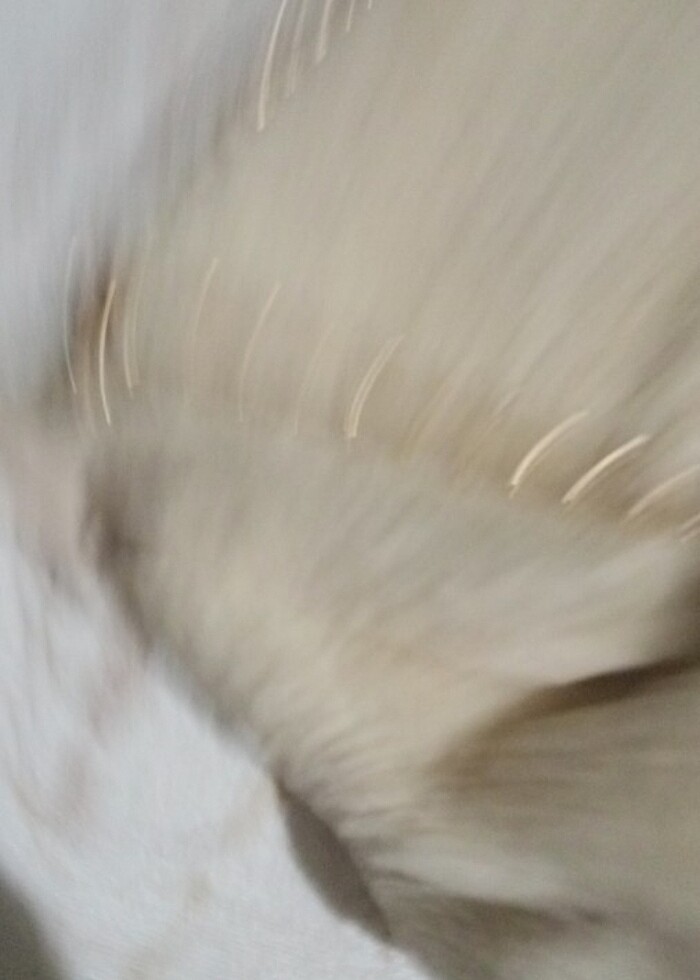 Siyah kadife canta - Görsel 4