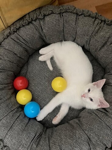 Kesi yatağı kedi yuvası