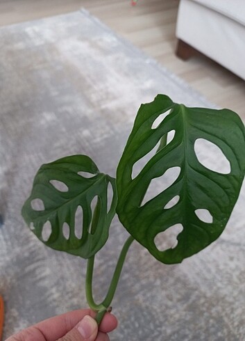 Monstera monkey deve tabani