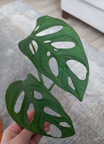 Deve tabanı monstera monkey sarmaşık 