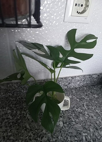 Beden yeşil Renk Monstera minima