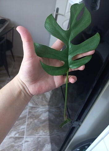 Monstera minima - Görsel 6