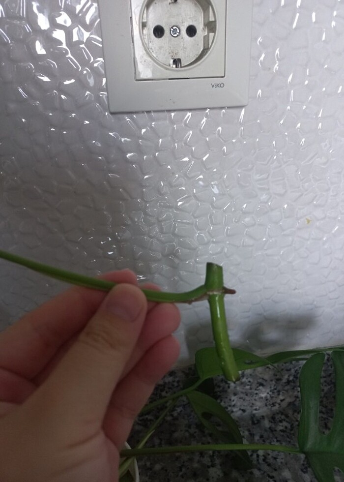 Monstera minima - Görsel 3