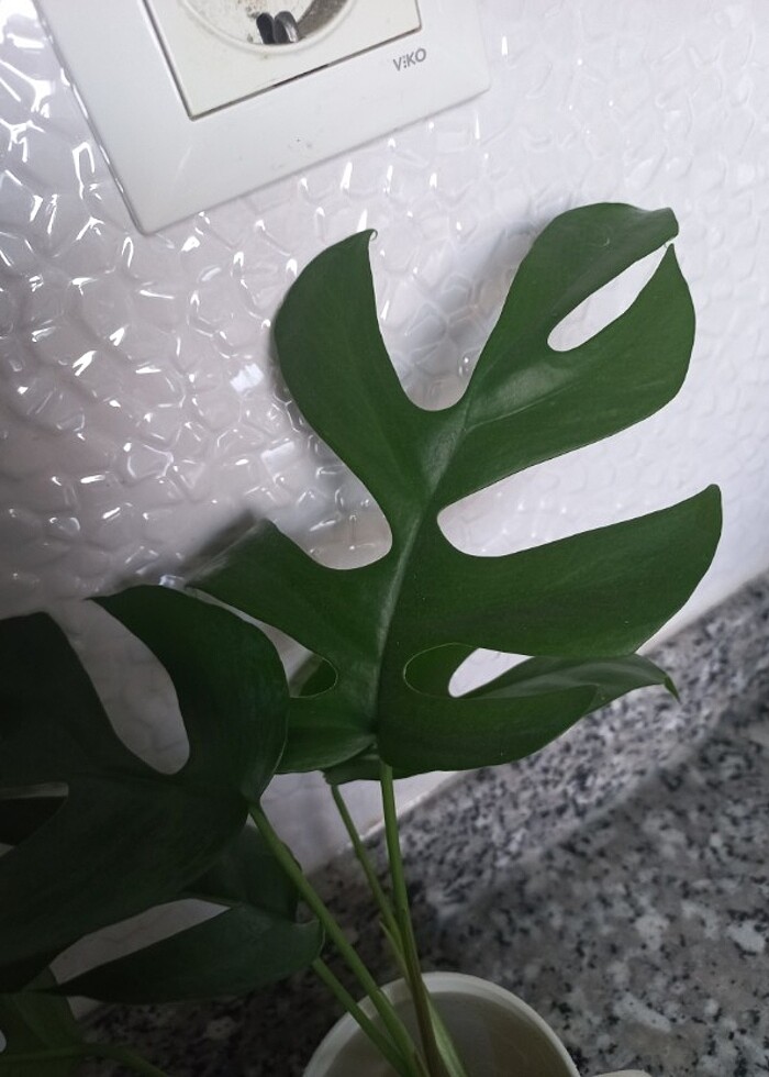 Monstera minima - Görsel 2