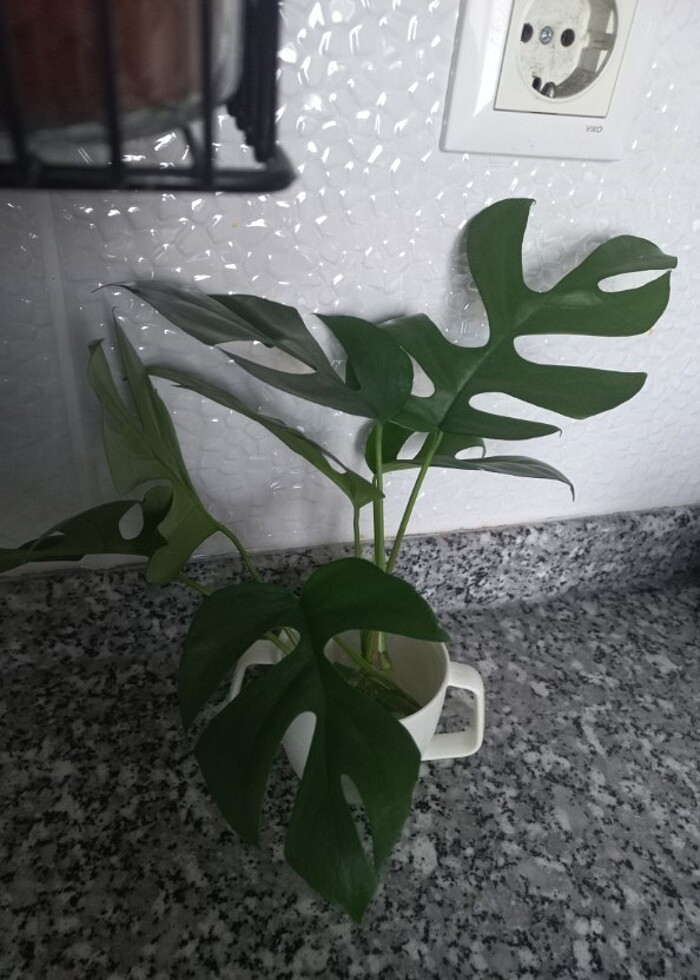 Monstera minima - Görsel 4