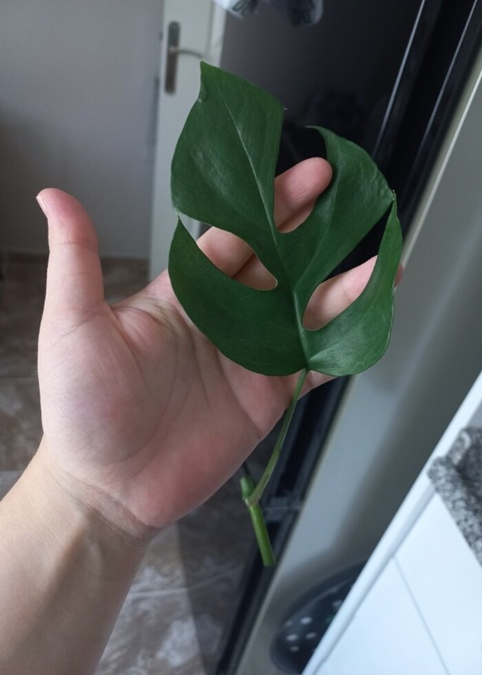 Monstera minima - Görsel 5