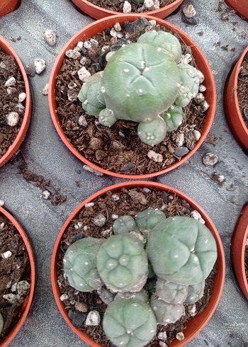 lophophora Williams peyote - Görsel 10