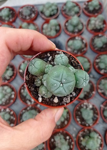 lophophora Williams peyote - Görsel 4