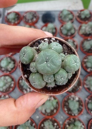 lophophora Williams peyote - Görsel 5