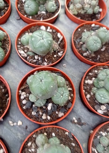 lophophora Williams peyote - Görsel 9