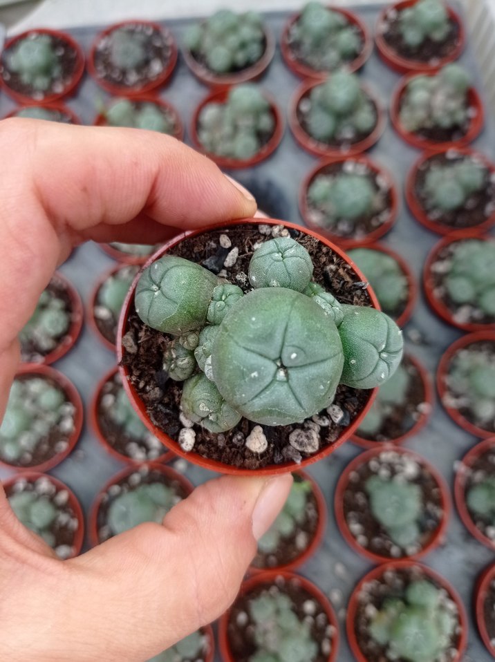 lophophora Williams peyote - Görsel 4