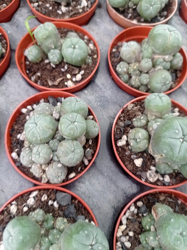 lophophora Williams peyote - Görsel 3