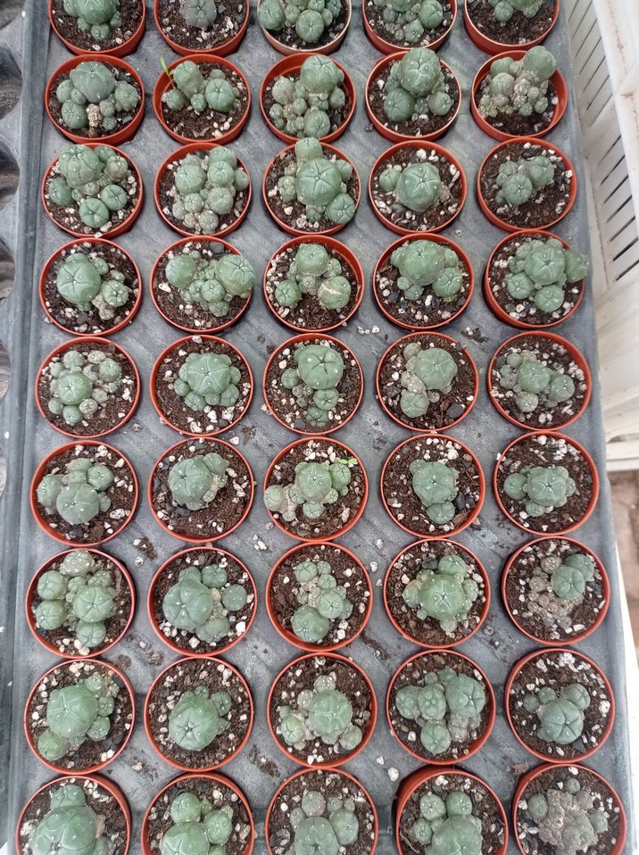 lophophora Williams peyote - Görsel 2