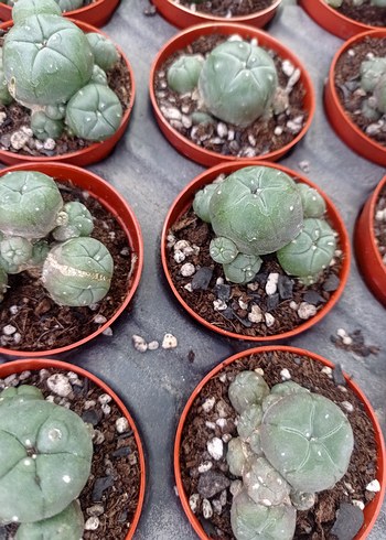 lophophora Williamsii peyote kaktüs - Görsel 3