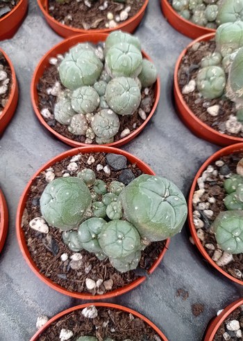 lophophora Williamsii peyote kaktüs - Görsel 10