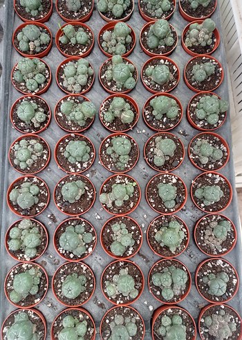 lophophora Williamsii peyote kaktüs - Görsel 5