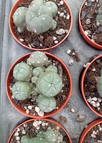 lophophora Williamsii peyote kaktüs - Görsel 5