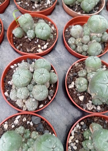 lophophora Williamsii peyote kaktüs - Görsel 3