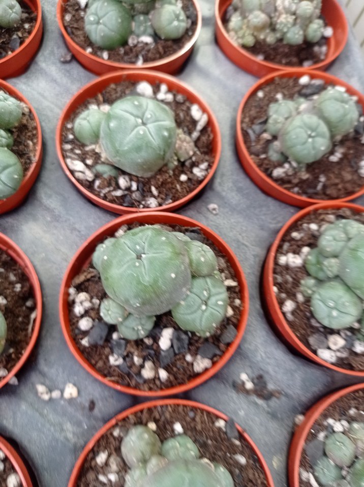 lophophora Williamsii peyote kaktüs - Görsel 4
