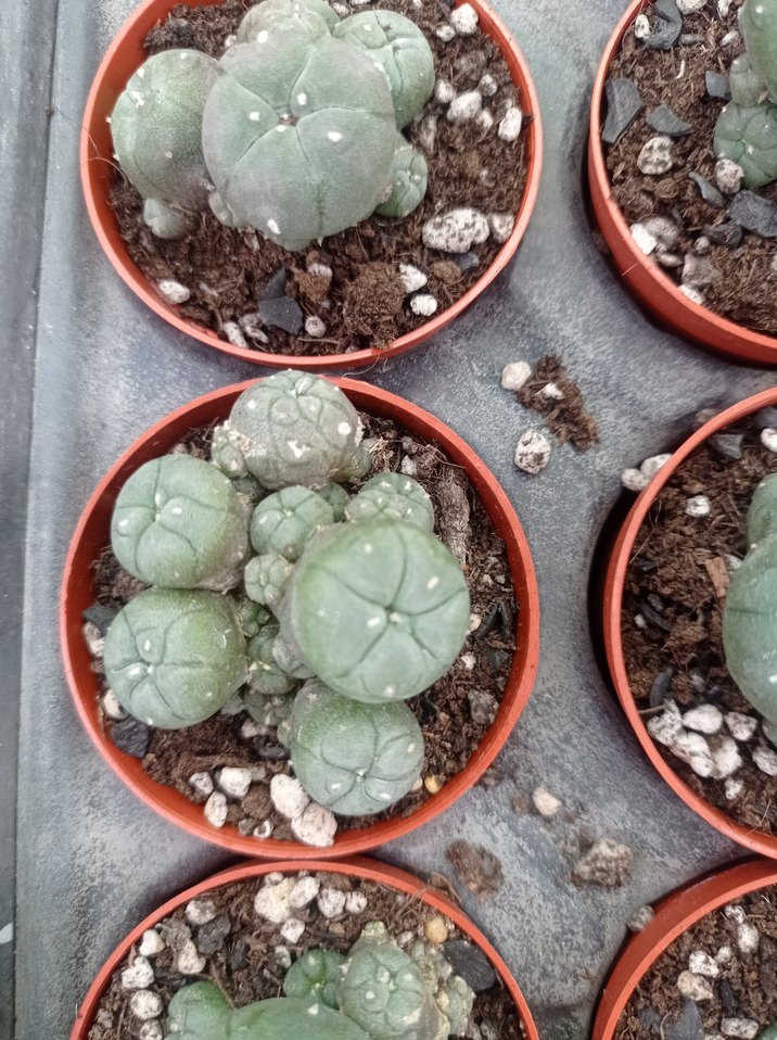 lophophora Williamsii peyote kaktüs - Görsel 5