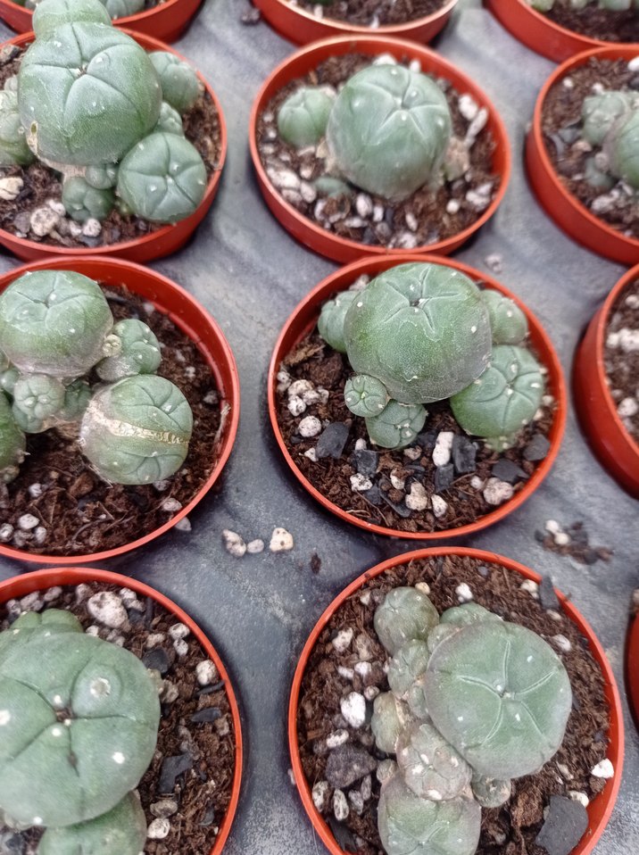 lophophora Williamsii peyote kaktüs - Görsel 2
