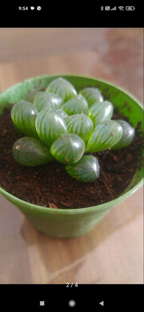 3 adet cooperi truncata - Görsel 2