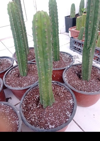 san Pedro kaktüsü. trichocereus pachonoi - Görsel 6