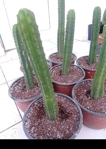 san Pedro kaktüsü. trichocereus pachonoi - Görsel 5
