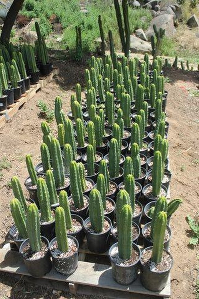 san Pedro kaktüsü. trichocereus pachonoi - Görsel 2