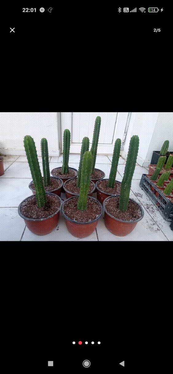 san Pedro kaktüsü. trichocereus pachonoi - Görsel 3