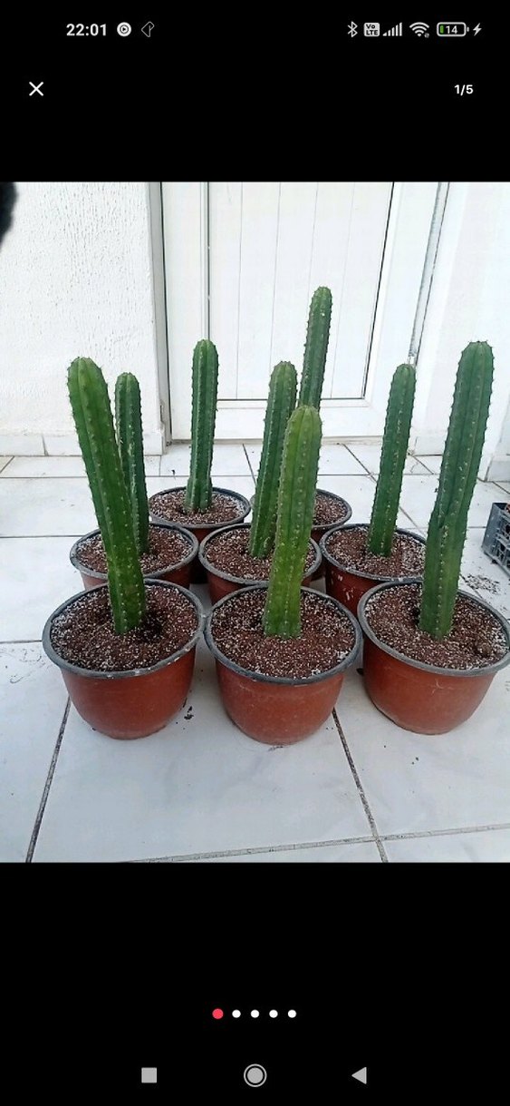 san Pedro kaktüsü. trichocereus pachonoi - Görsel 4