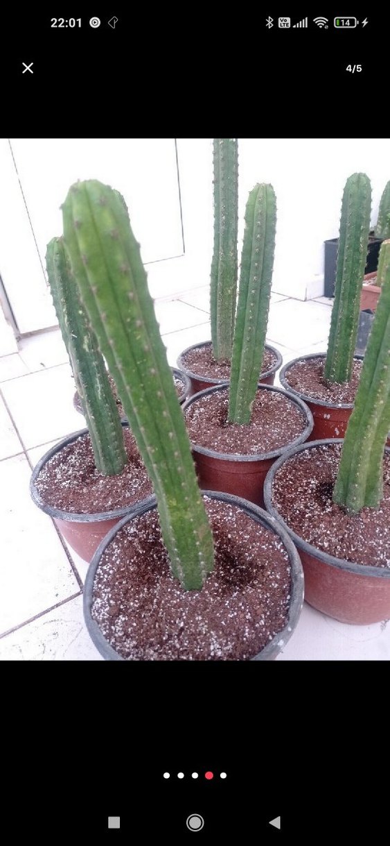 san Pedro kaktüsü. trichocereus pachonoi - Görsel 5