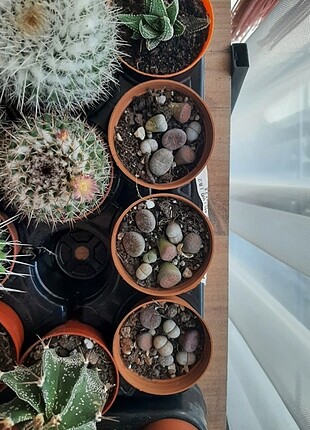 Lithops renkli tas kaktus 