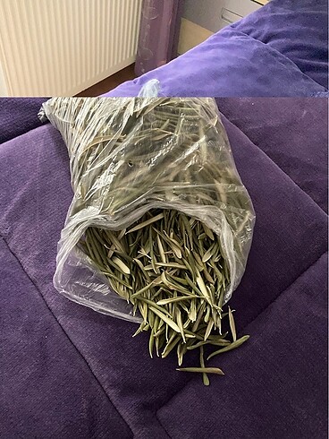 Zeytin yaprağı