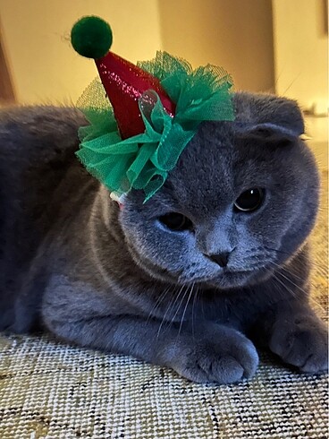 Pet Noel şapkası