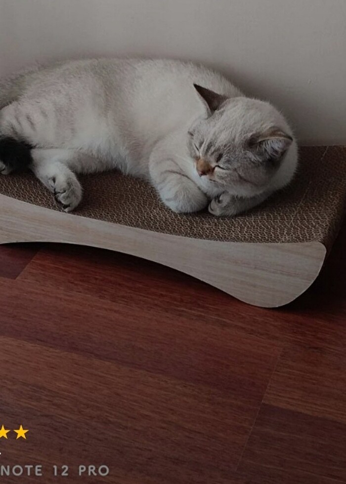 KEDİ TIRMALAMA KANEPESİ (OLUKLU MUKAVVA) - Görsel 5