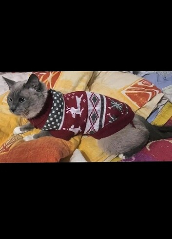 Beden KEDİ KÖPEK KIYAFETİ