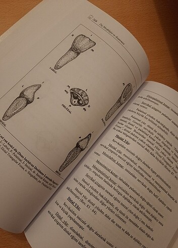  Beden Diş morfolojisi ve anatomisi