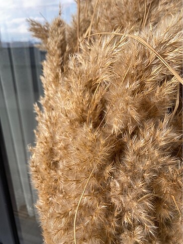 Beden camel Renk pampas