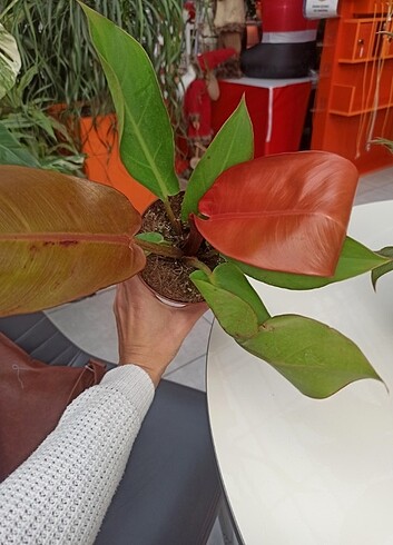 Philodendron Prince of Orange 