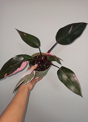Philodendron Pink Princes 