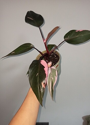 Beden pembe Renk Philodendron Pink Princes