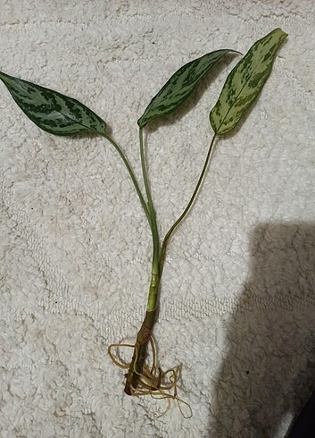 Aglaonema çelik 