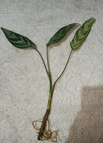Diğer Aglaonema çelik