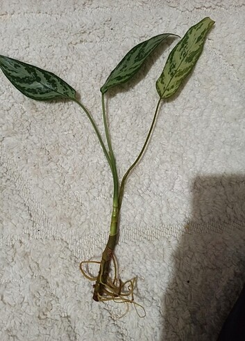 Beden Aglaonema çelik